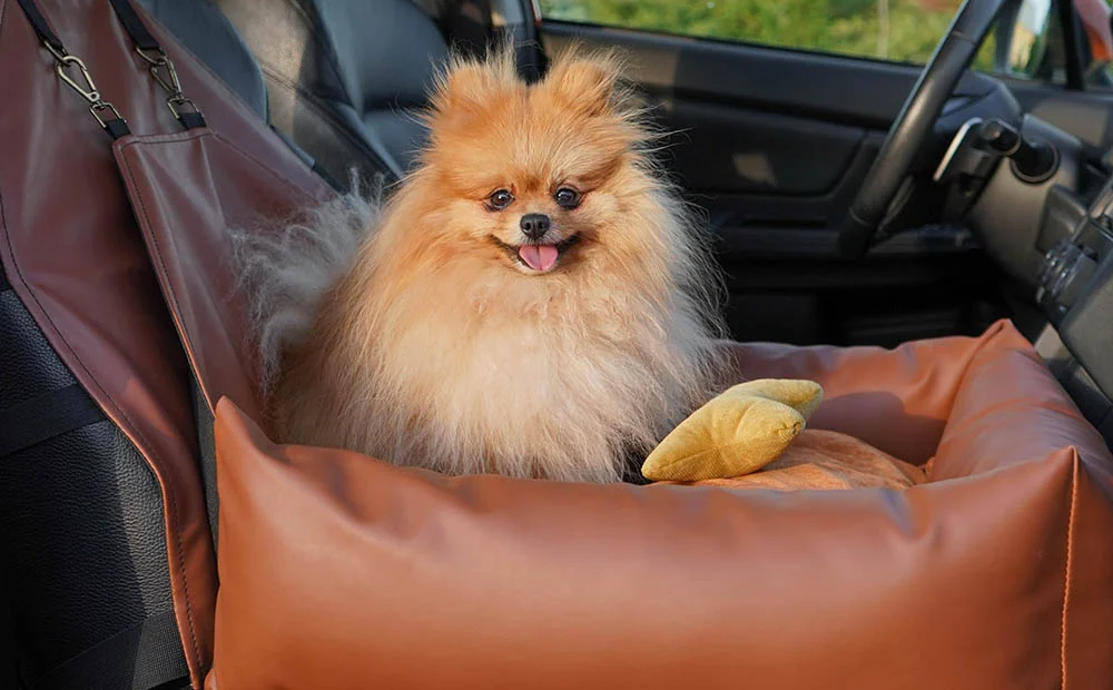 Kia Soul Dog Car Seat for Icelandic Sheepdogs