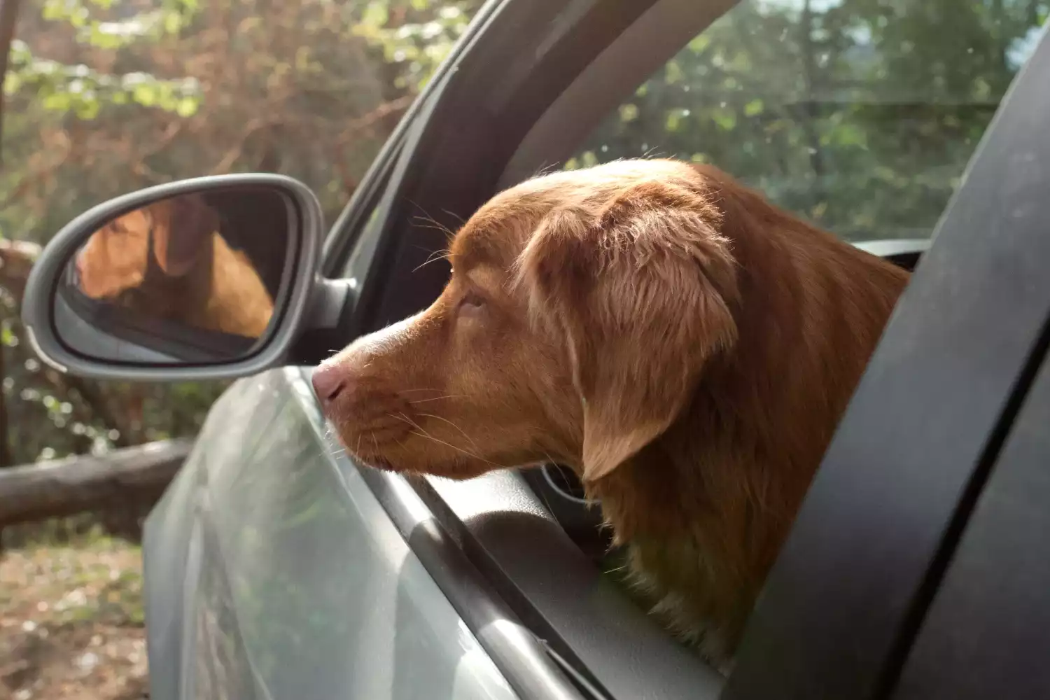 Chevrolet Tahoe Dog Car Seat Belt for Nova Scotia Duck Tolling Retrievers