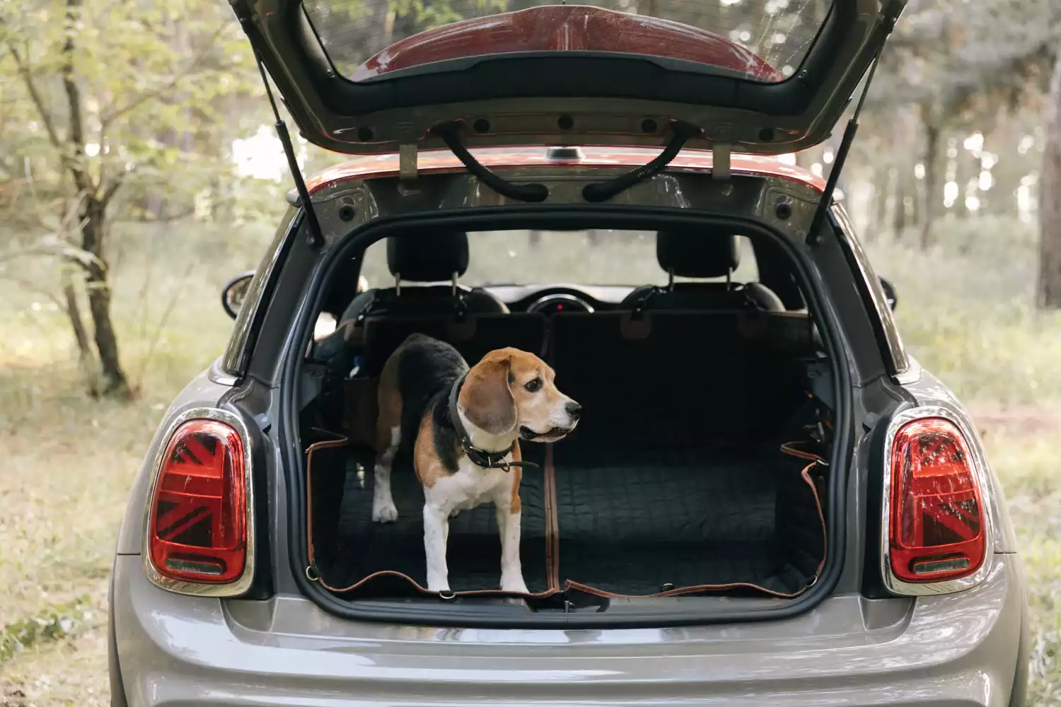 Hyundai Sonata back seat cover for Greater Swiss Mountain Dogs