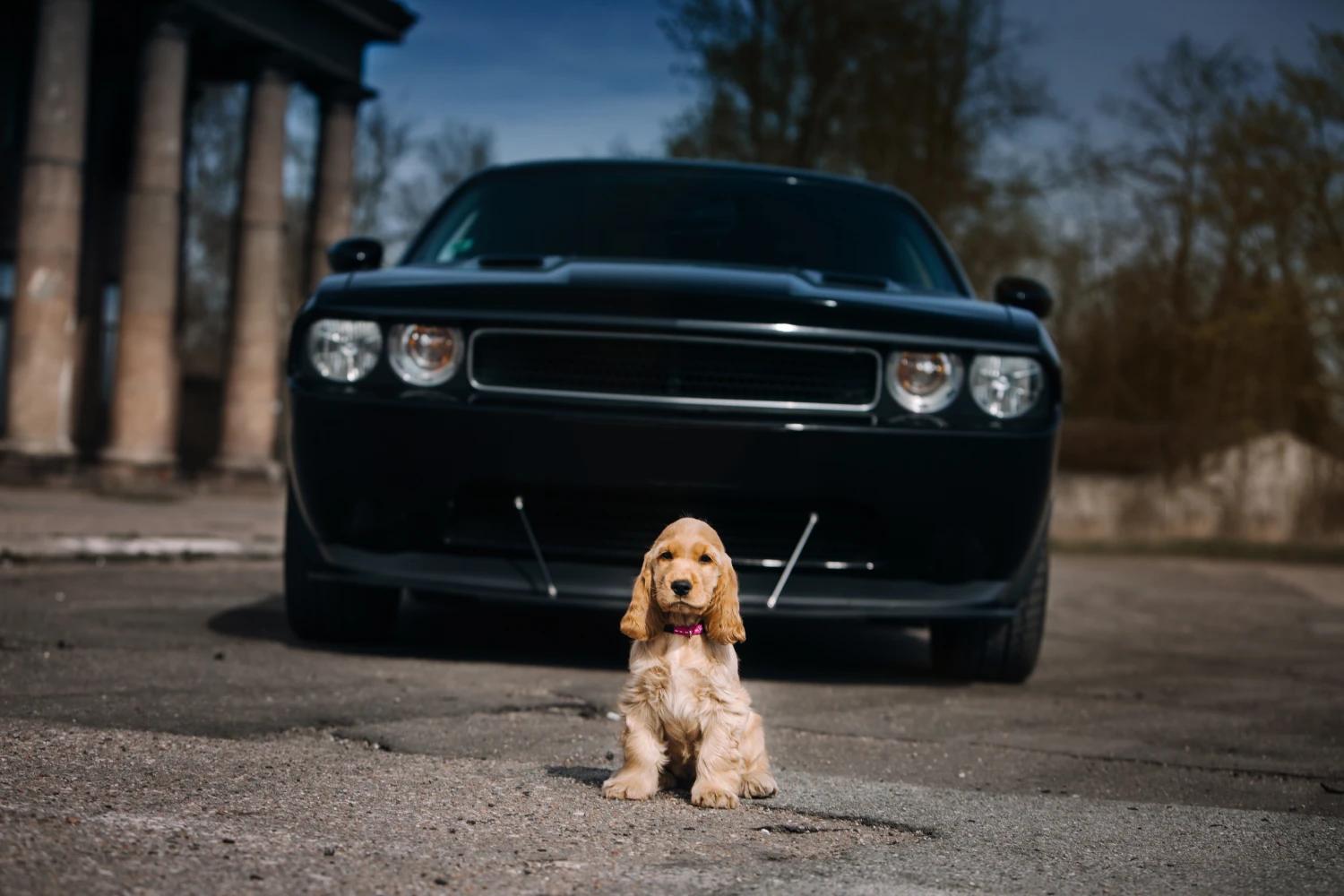 Volkswagen Golf Dog Carrier Car Seat for Toy Cocker Spaniel