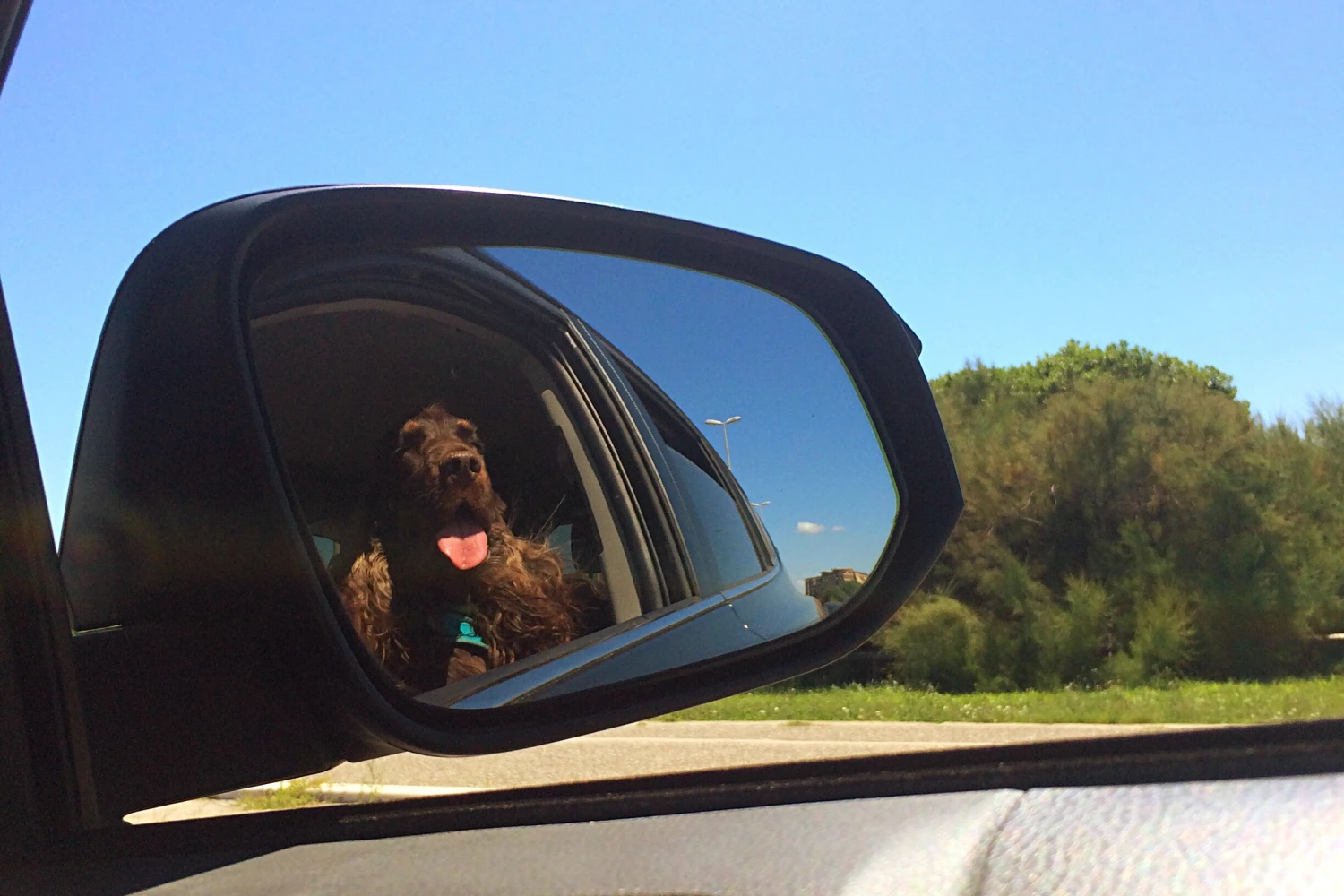 Audi Q5 Dog Car Seat for Field Spaniels