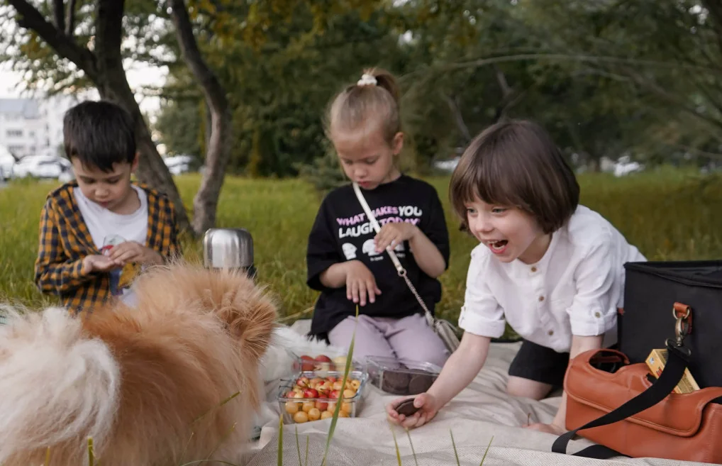 best large picnic blanket